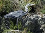 060809_Herons_10