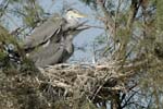 060809_Herons_26