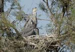 060809_Herons_36