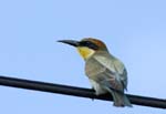 060810_Guepiers_18_1