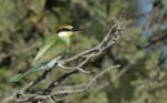 060810_Guepiers_37