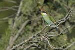 060810_Guepiers_46