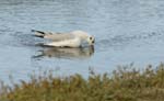 060930_mouette_rieuse_06