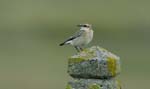 060930_traquet_motteux_06