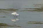070218_Marais_Guerande_Aigrette_012