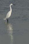 070218_Marais_Guerande_Aigrette_027