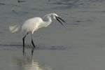 070218_Marais_Guerande_Aigrette_028
