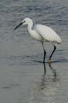 070218_Marais_Guerande_Aigrette_036
