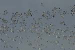 070218_Marais_Guerande_Avocettes_085