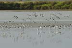 070218_Marais_Guerande_Avocettes_137