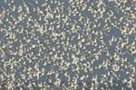 070218_Marais_Guerande_Becasseaux_100