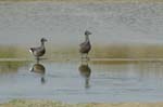 070218_Marais_Guerande_Bernache_Cravant_019
