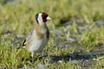 070218_Marais_Guerande_Chardonneret_256