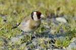 070218_Marais_Guerande_Chardonneret_258