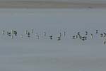 070218_Marais_Guerande_Gravelots_collier_081