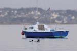 070218_Marais_Guerande_Harles_huppe_196