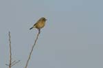 070218_Marais_Guerande_Tarier_patre_232