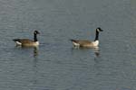 070311_Saclay_Etangs_Bernaches_Canada_063