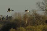 070311_Saclay_Etangs_Bernaches_Canada_188