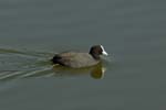 070311_Saclay_Etangs_Foulque_macroule_018