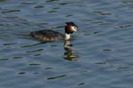070311_Saclay_Etangs_Grebes_huppe_048