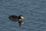 070311_Saclay_Etangs_Grebes_huppe_055