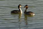 070311_Saclay_Etangs_Grebes_huppe_075