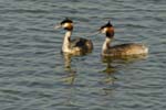 070311_Saclay_Etangs_Grebes_huppe_083
