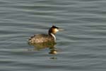 070311_Saclay_Etangs_Grebes_huppe_113