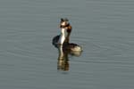 070311_Saclay_Etangs_Grebes_huppe_144