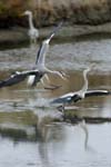 071027_herons_ibis_023
