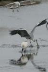 071027_herons_ibis_059