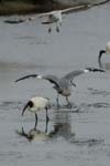 071027_herons_ibis_063