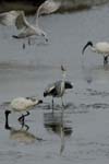 071027_herons_ibis_065