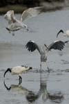 071027_herons_ibis_066