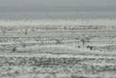 071227_LT_Aigrette_299