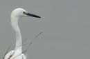 071227_LT_Aigrette_319_2