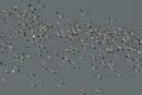 071227_LT_Avecettes_Elegantes_095