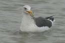071227_LT_Goeland_259