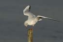 071227_LT_Mouette_rieuse_068