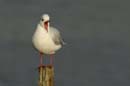 071227_LT_Mouette_rieuse_075