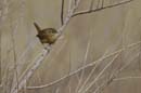 071229_LT_Troglodyte_mignon_025