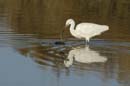 071230_LT_Aigrette__011
