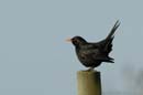 071230_LT_Merle_030