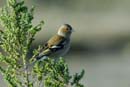 071230_LT_Pinson_des_arbres__052