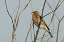 071230_LT_Pinson_des_arbres__063