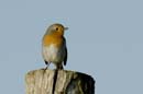 071230_LT_Rouge_Gorge__039