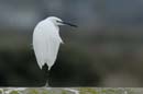 071231_LT_Aigrette_43