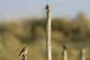 071231_LT_Oiseaux_61