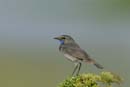 080518_LT_GorgeBleue_230